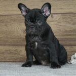 Theodora-female-french-bulldog-puppy-for-sale- (3)