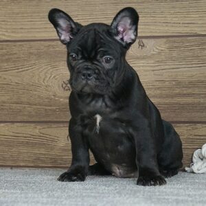 Theodora Calins Frenchies