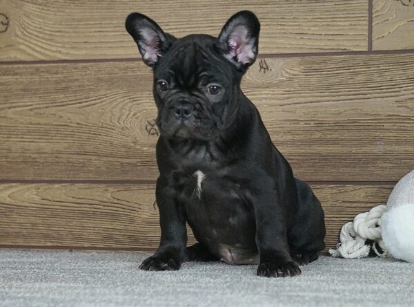 Theodora Calins Frenchies Theodora Calins Frenchies