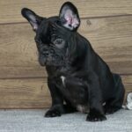 Theodora-female-french-bulldog-puppy-for-sale- (4)