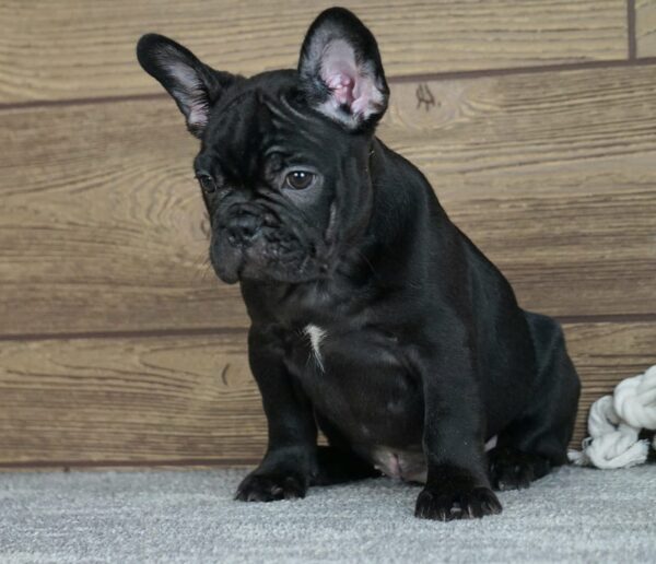 Theodora Calins Frenchies Theodora Calins Frenchies