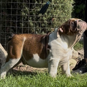 Thor English Bulldog