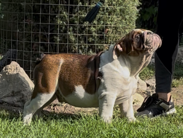 Thor English Bulldog Thor English Bulldog