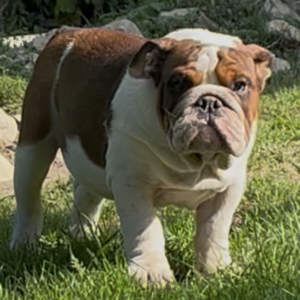 Thor English Bulldog