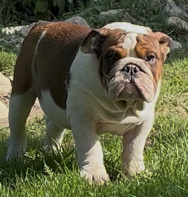 Thor English Bulldog Thor English Bulldog