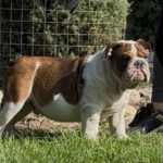 Thor-male-english-bulldog-puppy-for-sale- (3)