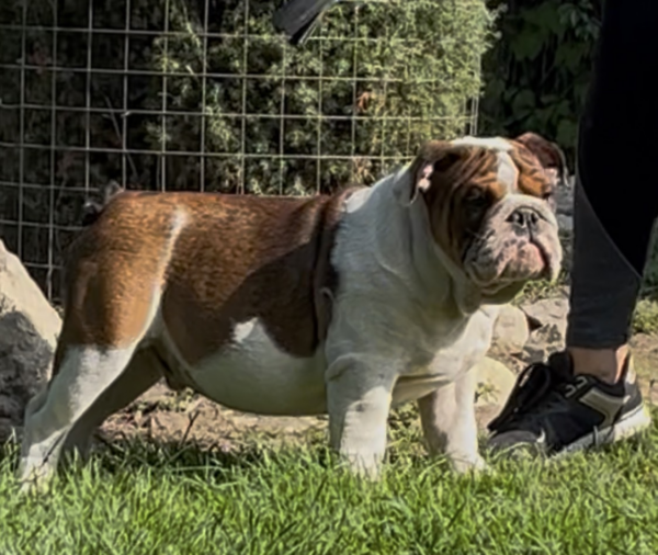 Thor English Bulldog Thor English Bulldog