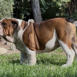 Thor-male-english-bulldog-puppy-for-sale- (4)
