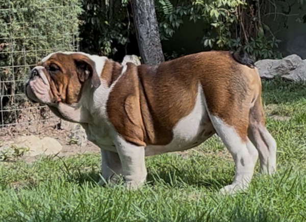 Thor English Bulldog Thor English Bulldog