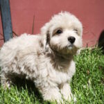 Tia-female-maltipoo-puppy-for-sale-1v (1)
