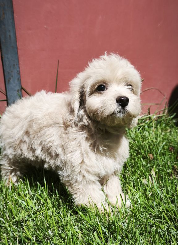 Tia Maltipoo Tia Maltipoo