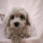 Tia-female-maltipoo-puppy-for-sale-1v (2)