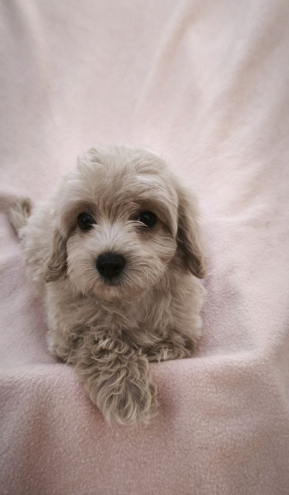 Tia Maltipoo Tia Maltipoo
