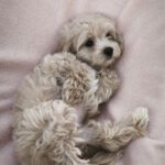 Krosh Maltipoo
