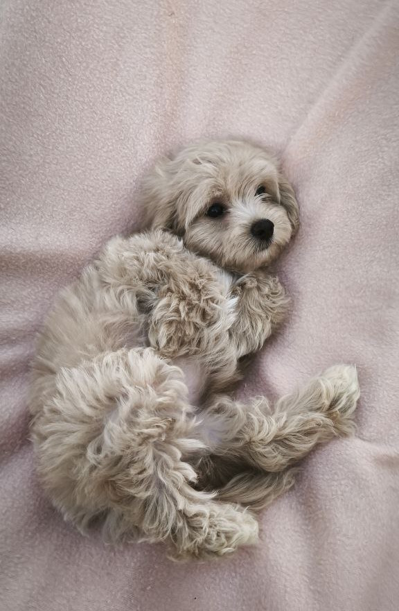 Tia Maltipoo Tia Maltipoo