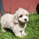 Tia-female-maltipoo-puppy-for-sale-1v (4)