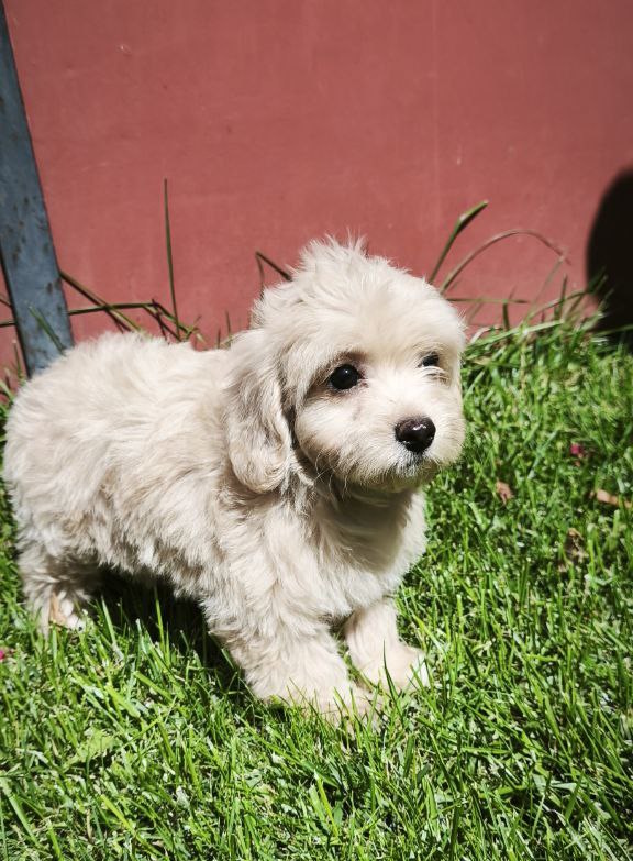 Tia Maltipoo Tia Maltipoo