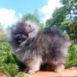 Tiaya-female-Pomeranian-puppy-for-sale-1