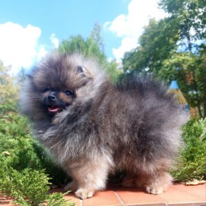 Tiaya Pomeranian