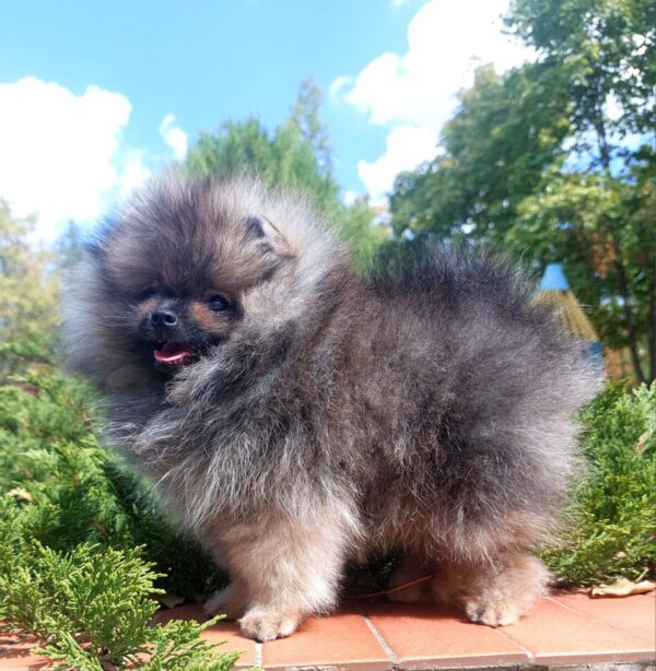 Tiaya Pomeranian Tiaya Pomeranian