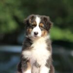 Timon-male-australian-shepherd-puppy-for-sale-1 (1)