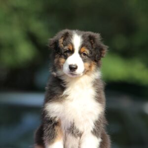 Timon Australian Shepherd