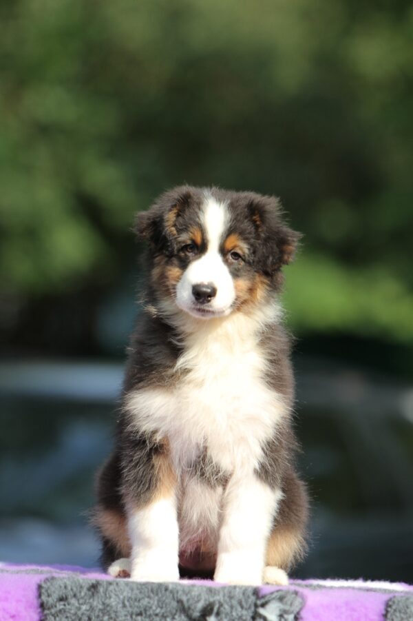 Timon Australian Shepherd Timon Australian Shepherd