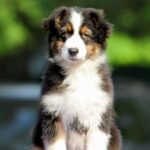 Timon-male-australian-shepherd-puppy-for-sale-1