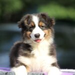 Timon-male-australian-shepherd-puppy-for-sale-1 (2)