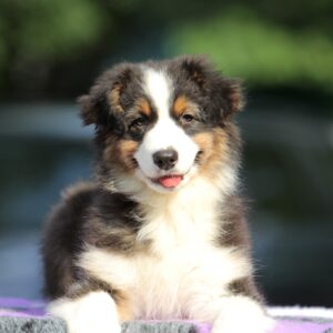 Timon Australian Shepherd