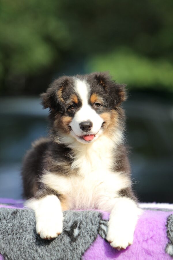 Timon Australian Shepherd Timon Australian Shepherd