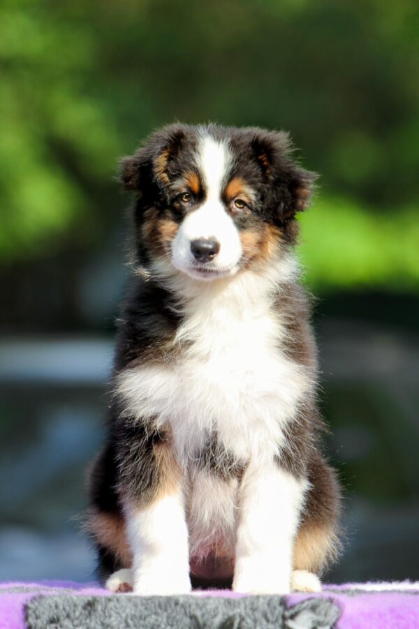 Timon Australian Shepherd Timon Australian Shepherd