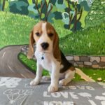 Todd-male-beagle-puppy-for-sale-1 (1)