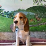 Todd-male-beagle-puppy-for-sale-1 (3)