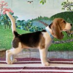 Todd-male-beagle-puppy-for-sale-1 (4)