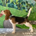 Todd-male-beagle-puppy-for-sale-1 (5)