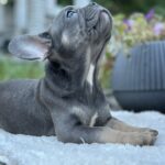 Topaz-female-french-bulldog-puppy-for-sale- (1)