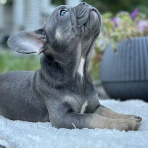 Topaz French Bulldog