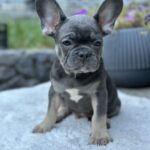Topaz-female-french-bulldog-puppy-for-sale- (2)