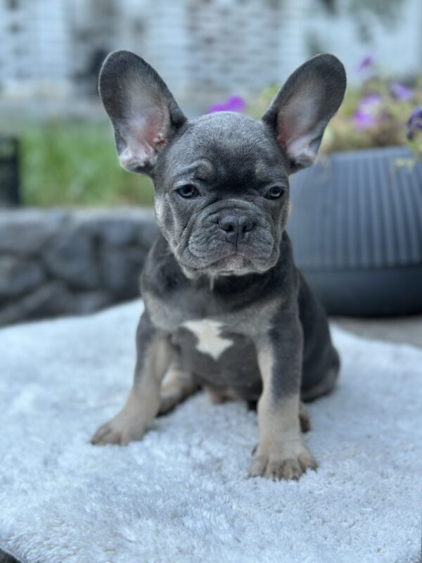 Topaz French Bulldog Topaz French Bulldog