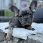 Salvador French Bulldog