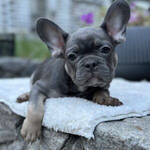 Topaz French Bulldog