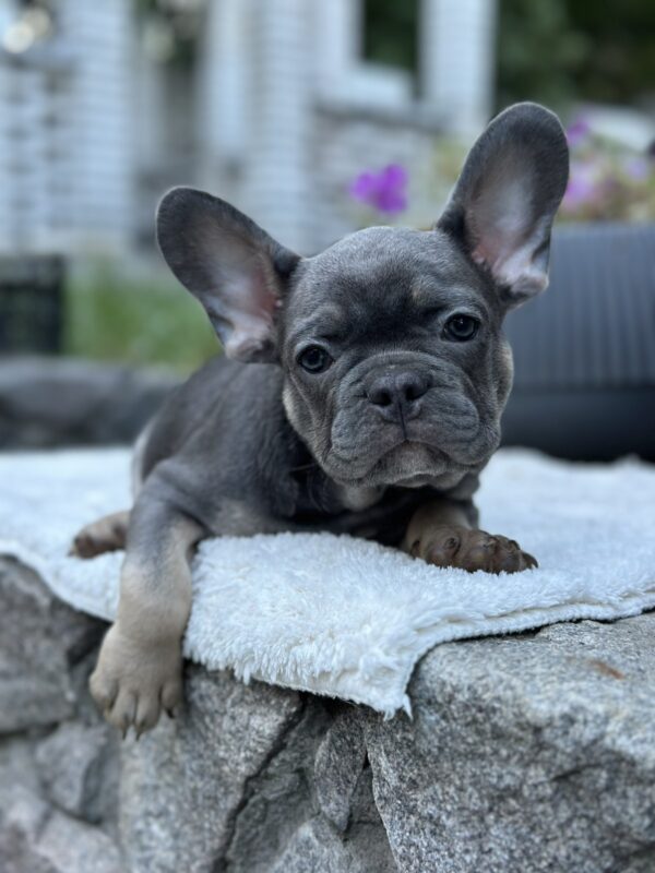 Topaz French Bulldog Topaz French Bulldog