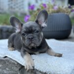 Topaz-female-french-bulldog-puppy-for-sale- (4)