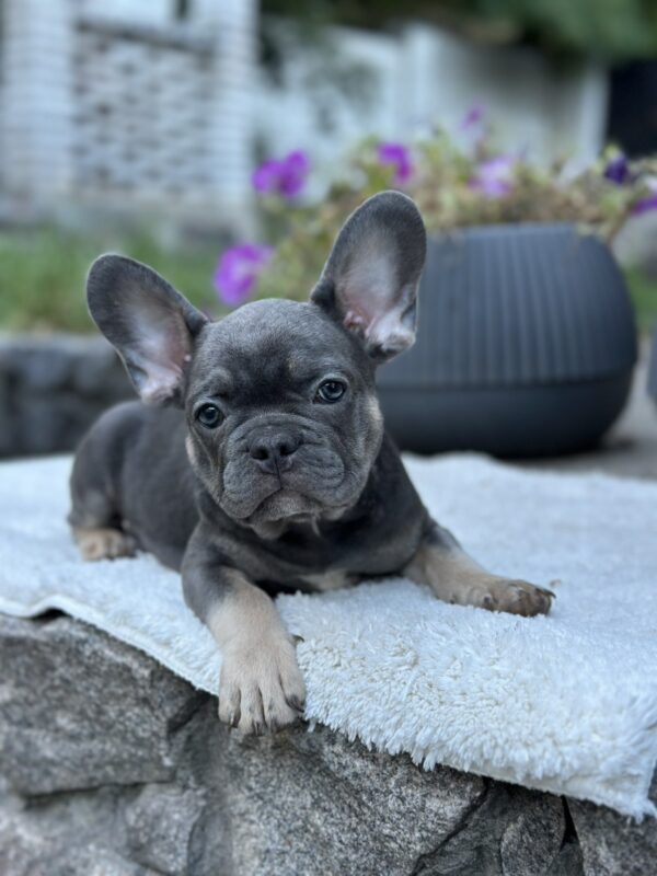 Topaz French Bulldog Topaz French Bulldog