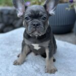 Topaz-female-french-bulldog-puppy-for-sale- (5)