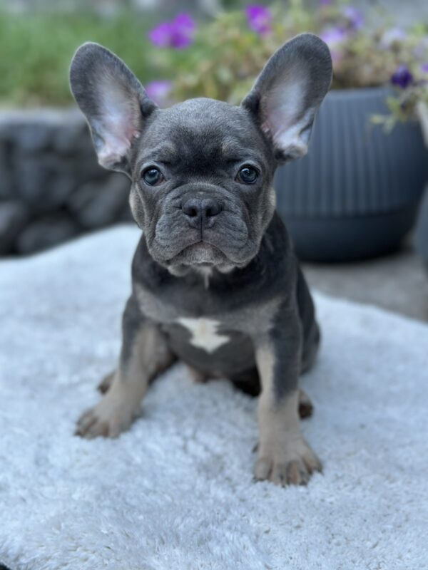Topaz French Bulldog Topaz French Bulldog