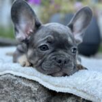 Topaz-female-french-bulldog-puppy-for-sale- (6)