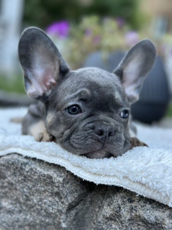 Topaz French Bulldog Topaz French Bulldog