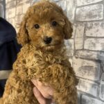 Alvin Miniature Poodle